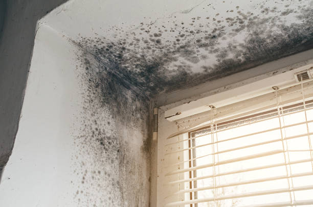 Affordable Mold Cleanup solutions in Mifflin, PA